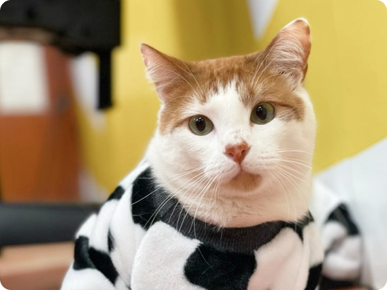 Humane Society of Greater Miami